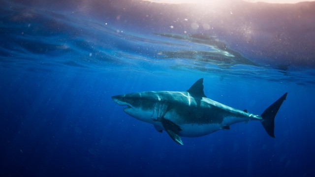 Watch World's Biggest Great White? Online