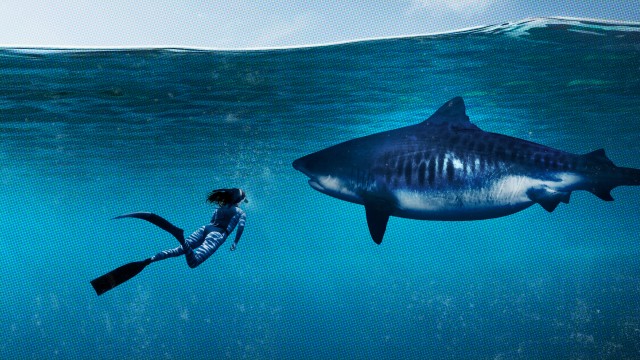 Watch World's Biggest Tiger Shark Online