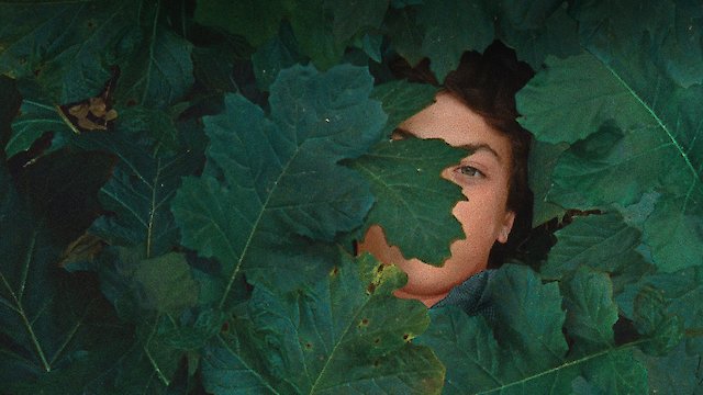 Watch The Metamorphosis of Birds Online