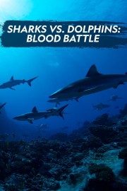 Sharks vs Dolphins: Blood Battle poster