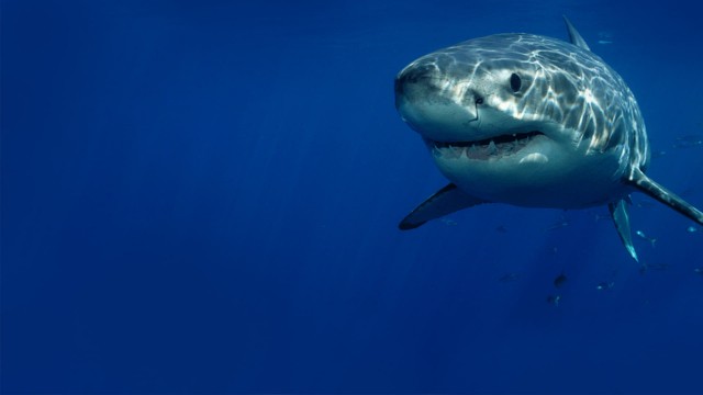 Watch Cannibal Sharks Online