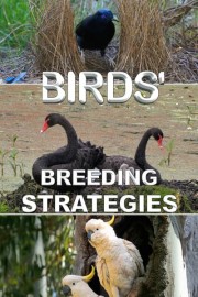 Birds' Breeding Strategies poster