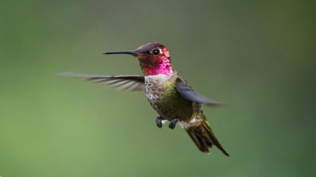 Watch 100 Hummingbirds Online