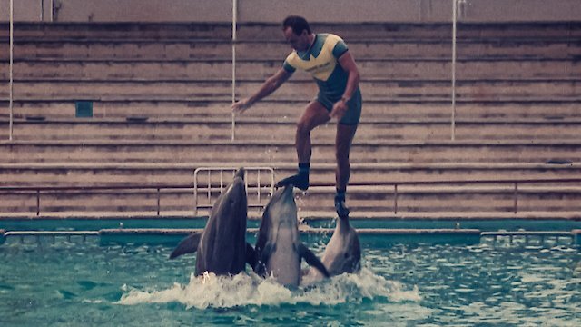 Watch The Last Dolphin King Online