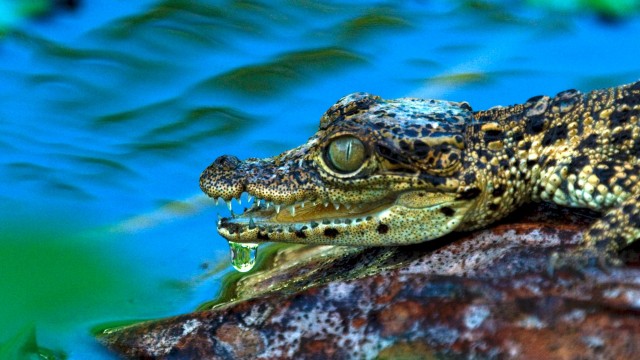 Watch Life and Death in Paradise: Crocs of the Carribbean Online