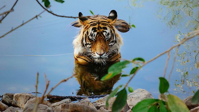 Watch Tiger 24 Online