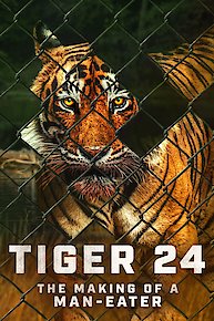 Tiger 24