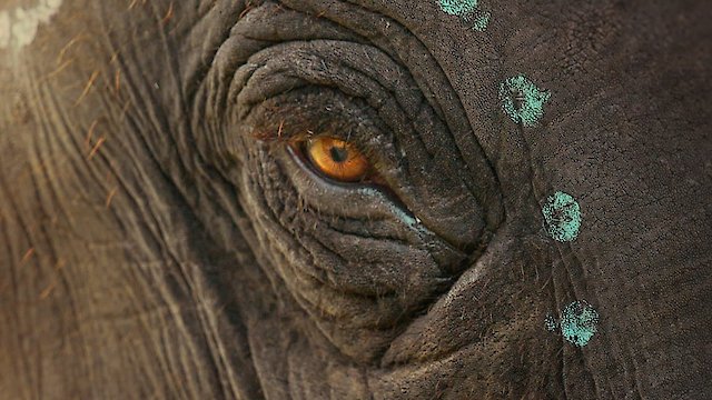 Watch The Elephant Whisperers Online