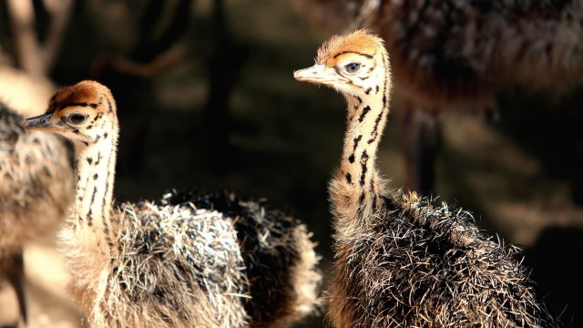 Watch Strangest Bird Alive Online