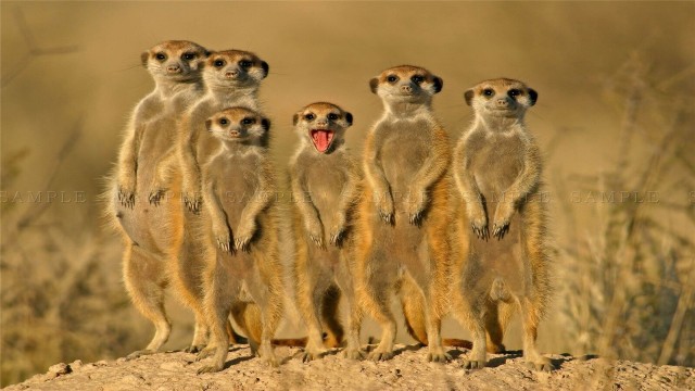 Watch Clan of the Meerkats Online