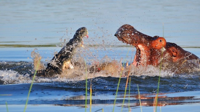 Watch Hippo vs. Croc Online