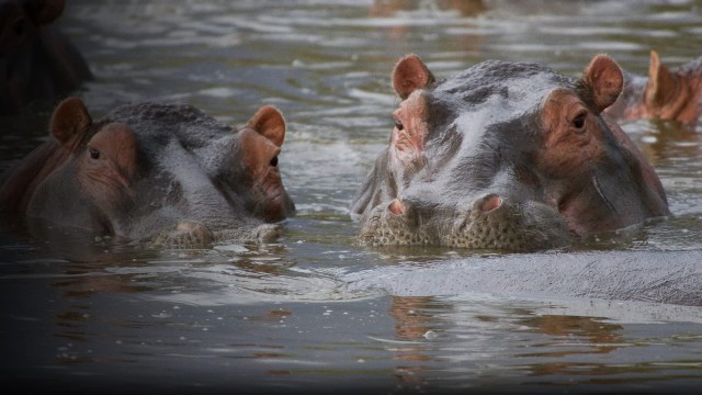 Watch Hippo Supremacy Online