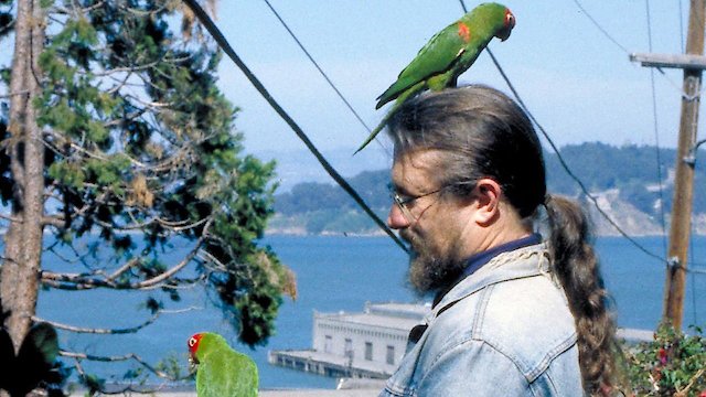 Watch The Wild Parrots of Telegraph Hill Online