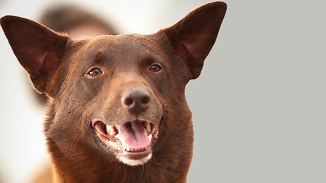 Watch Koko: A Red Dog Story Online