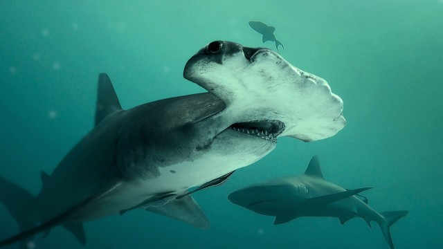 Watch Bull Shark vs. Hammerhead Online