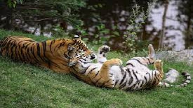 Watch Safe Haven: Wild Animals, Tame Surroundings Online