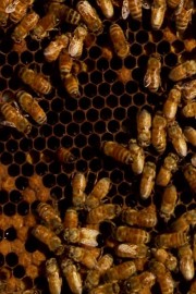 Buzzkill poster
