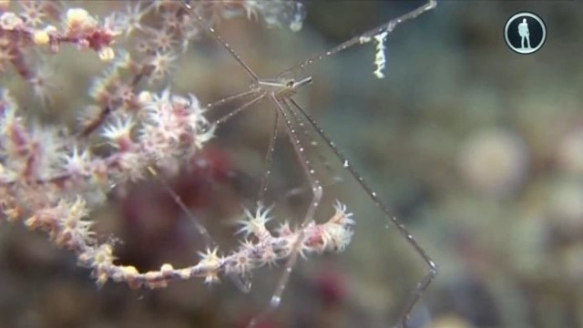 Watch Secret World Of Crustaceans Online