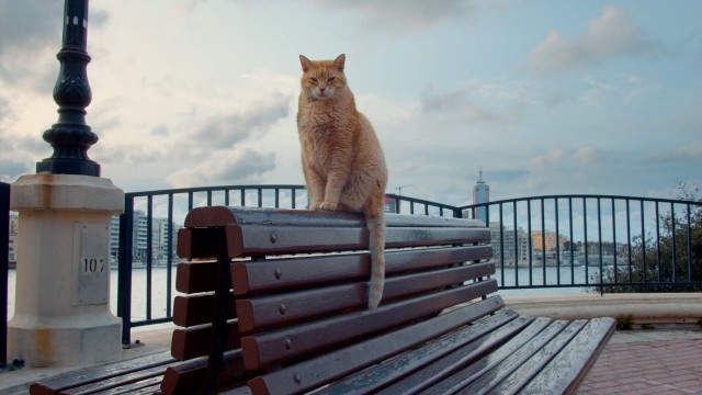 Watch Cats of Malta Online