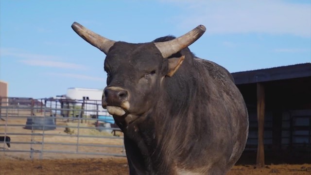 Watch Buckin' Bulls: The Story of Ty Rinaldo Online