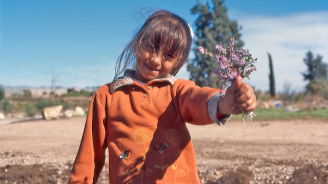 Watch The Color of Olives Online