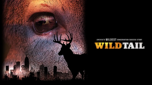 Watch WildTail: America's Wildest Conservation Success Story Online