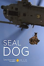Seal Dog