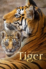 Tiger poster