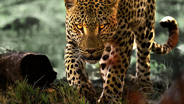 Watch Living with Leopards Online