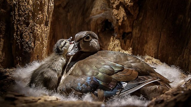 Watch Backyard Wilderness Online