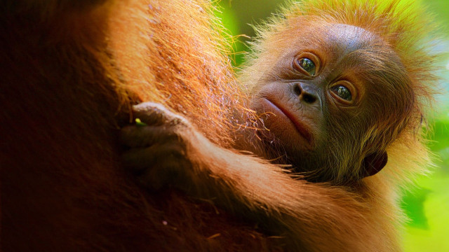 Watch Secret Lives of Orangutans Online