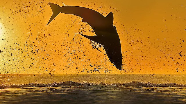 Watch Air Jaws 2020 Online