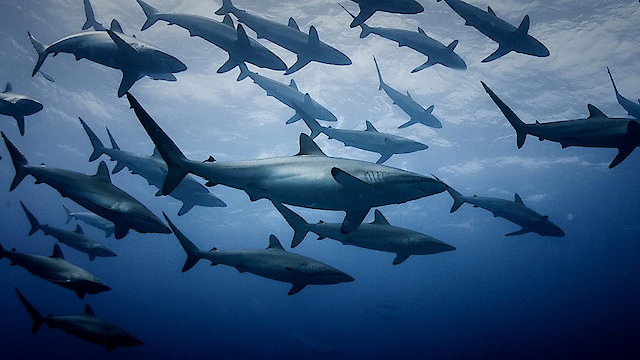 Watch Extinct or Alive: Land of the Lost Sharks Online