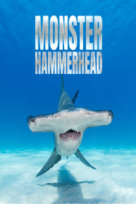 Monster Hammerhead