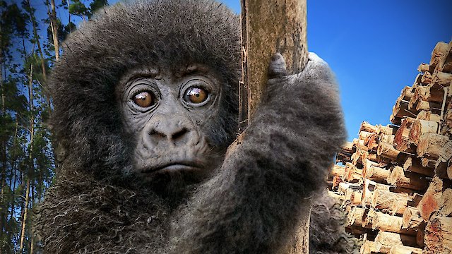 Watch Escape from Extinction Rewilding Online
