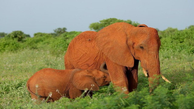 Watch Two Days in the Heart of Tsavo East Online
