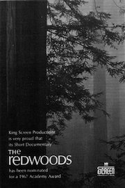 The Redwoods