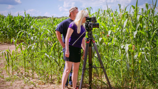 Watch Fields of Gold Online