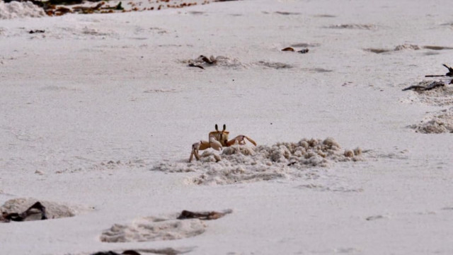 Watch Watamu and Malindi: Jewels of Africa Online
