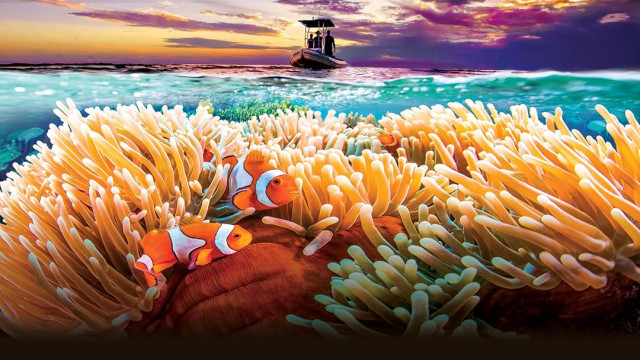 Watch Great Barrier Reef Online