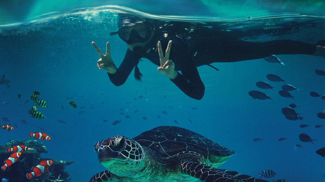Watch Beyond the Reef Online
