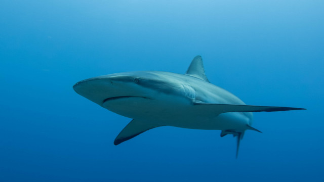 Watch Shark Divers Part 2 Online