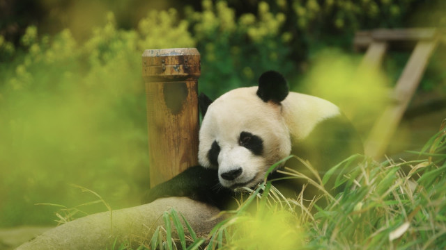 Watch My Dearest Fu Bao Online