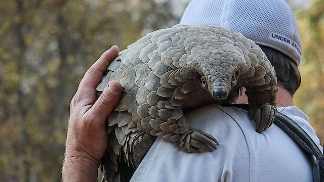 Watch Pangolin: Kulu's Journey Online
