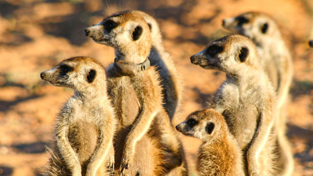 Watch Meerkat Manor: The Story Begins Online