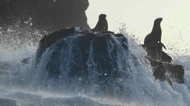 Watch Sea Lions of the Galapagos Online