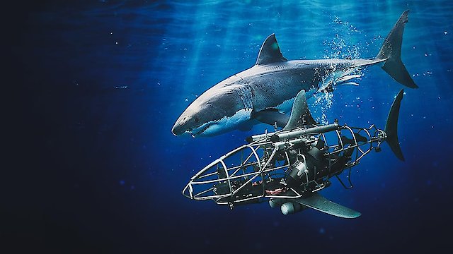 Watch Mechashark Love Down Under Online