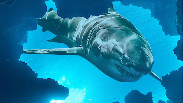 Watch Jaws vs. the Blob Online