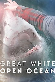 Great White Open Ocean