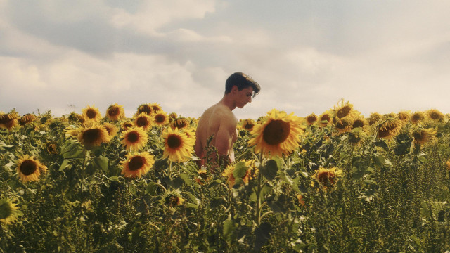 Watch Sunflower Online